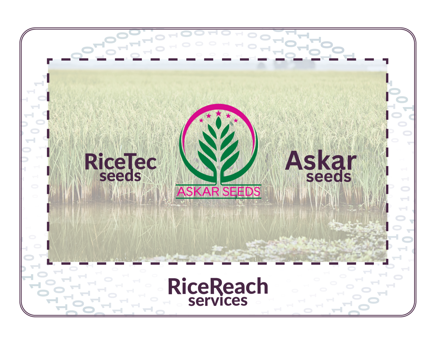 RiceTec Askar Seeds Seeds